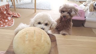 犬も食べれる巨大なパンを作ってみたら普段温厚な犬がガチギレしたｗ【トイプードル】