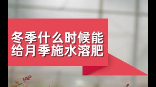 【屋檐园艺课堂】冬季什么时候能给月季施水溶肥