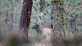 OREGON ARCHERY ELK HUNT 2024 EP.3 || WE CALL IN BIG SIX POINT BULL