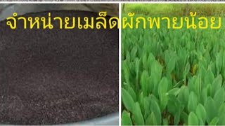 จำหน่ายเมล็ดผักพายน้อย (0835571644)