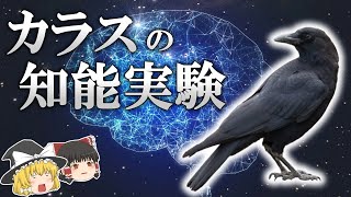 記憶力は9年半！？実験で判明したカラスの知能が高い理由【ゆっくり解説】