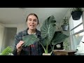 rooted $100 houseplants review