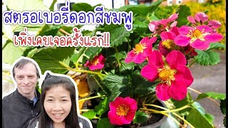 สตรอว์เบอร์รี่ดอกสีชมพู ลองซื้อไปปลูกดูลูกจะเป็นสีอะไร? EP.339/Strawberries pink floweres