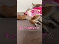 【柴犬お菊】お菊ママ、開店前の一眠り shorts