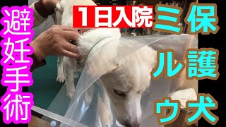 【保護犬ミルゥ】避妊手術【1日入院】