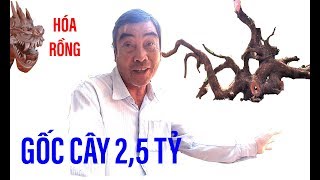 Đi xem gốc cây trả 2,5 tỷ không bán I ĐỘC LẠ BÌNH DƯƠNG I Cây cảnh độc đáo nhất VN