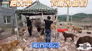 好心人送给小迟大院一把大伞，下雨的时候为毛孩子挡住乌云   －Dog rescue in China-  20210705