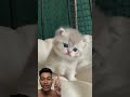 Anak kucing lucu 😱😍#shorts #video #cat #kitten #cute #cutecat