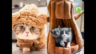 Baby cats - Cute and Funny Cat Videos Compilation #2 | Mew Animals | The fubiest animals