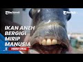 PENAMPAKAN IKAN ANEH PUNYA GIGI MIRIP MANUSIA