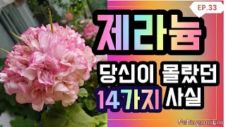 (제라늄#33)_🌷펠라고늄(제라늄) 백과사전, 제라늄 Geranium, 펠라고늄 Pelargonium) 🌱 유럽제라늄 1.펠라고늄,2.한국제라늄,3.종자등록,4.농장판매,5.분양