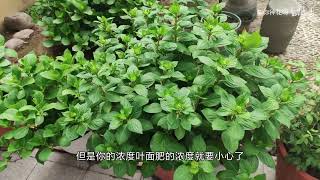 月季绣球花苞很大了还能给叶面肥吗？需要注意什么？