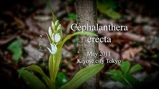 雑木林のギンラン 東京都清瀬市 Cephalanthera erecta May 2011