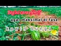 cara tanam semangka sedari awal fase kawin bunga polinasi