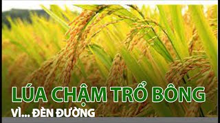 Lúa chậm trổ đòng vì đèn đường | VTC14