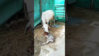 Amma Prema 😌 ❤️ pure love #love #mother #amma #cowlover #gomata #subscribe #Yogianna