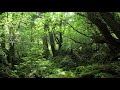 【屋久島の音 asmr】白谷雲水峡・苔むす森【4k ultra hd】