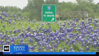 Bluebonnet season is in full swing!