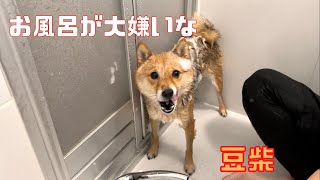 お風呂が嫌な理由を一生懸命伝える豆柴【柴犬のいる暮らし】