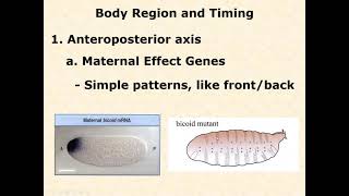 BIOL 3406 Unit 2 1 2 Drosophila AP Patterning