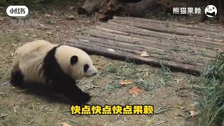 Grandpa Tan's panda Guolai dance, he is calling the baby pandas by their names in Sichuan dialect🐼🥰