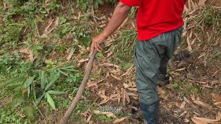 Hardworking Farmers Maintaining High-Altitude Lands | Rural Life \u0026 Nature’s Beauty