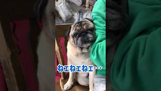 【パグ 】ねェねェ…お母さん＃shorts＃パグ ＃Pug＃犬のいる暮らし＃シニアパグ