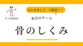 【骨】初心者でもわかる！骨の基本（役割・構造・種類・ケア方法）