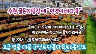 골든키핑장 매니아분이 키우신 명품고급종 대품군생 곰마리아등 좋은가격!! 단품과셋트 고루고루 다양한품종☆황구지천 벚꽃축제 프리마켓행사공지#다육쇼핑