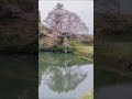 佐賀県武雄市「ジラカンスの桜⑥」