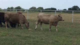 Charolais/Angus Cross Rep. Heifers