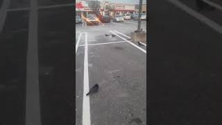 Murder of crows in parking lot in Garden City January 2022(2)