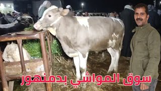 سوق المواشي بدمنهور ( اسعار العجول البقري القنية)19/ 1/ 2025