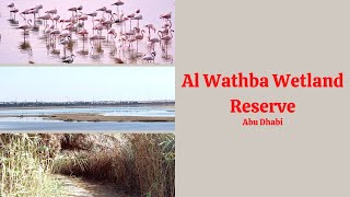 Al Wathba Wetland Reserve, Abu Dhabi, UAE (ENGLISH VERSION)