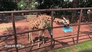 野毛山動物園　キリン他