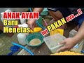 PAKAN ANAK AYAM UMUR 1 HARI