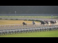 現地映像、ブチコ緊張のゲート入り。オールブラッシュが観月橋sを勝ち、連勝。京都競馬場