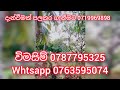 ලක්ෂ 04 අනුරාධපුරින් වගා අක්කර 06 idam kalu malli