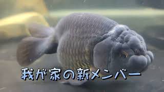 我が家の新メンバーご紹介‼️らんちゅう 黒らんちゅう 江戸錦 金魚屋あいこ