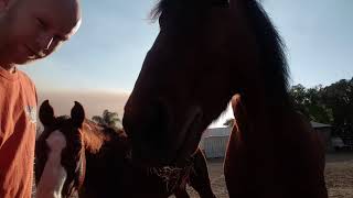 Horse Licks Human Salt Block