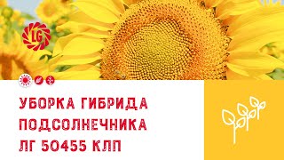 Гибрид ЛГ 50455 КЛП / Уборка подсолнечника