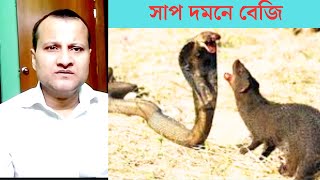 বেজি সাপ নির্মূল করতে পারে ।  WEASELS CAN ELIMINATE SNAKES.