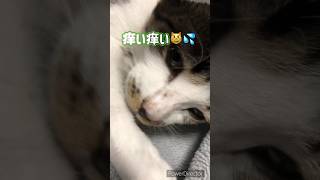 【ミステリー】寒がりの猫が発掘されました😾✨【猫動画】#iphonex #cat #猫