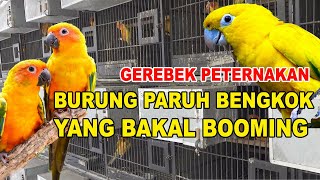 GEREBEK PETERNAKAN BURUNG PARUH BENGKOK YANG BAKAL BOOMING DI INDONESIA ?