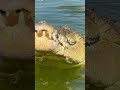 saltwater crocodile eating crabs gatorland crocodile saltwatercrocodile