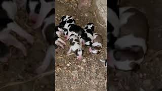 નવજાત ગલુડિયાઓ Newborn Puppies નવા તાજા જન્મેલા કુરકુરિયા