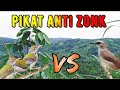 suara pikat burung prenjak dan trucukan, ampuh banget anti zonk