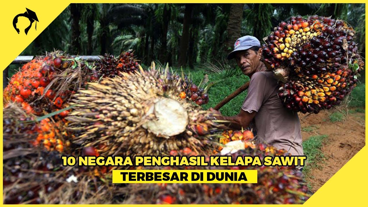 10 Negara Penghasil Kelapa Sawit Terbesar Di Dunia - YouTube