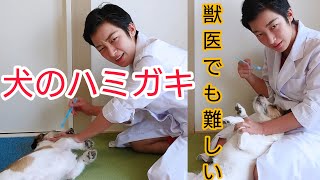 犬の歯磨きの方法について解説！ハミガキができるようになるまでの道のり～パート１～