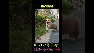 심장폭행 댕댕이